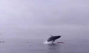 Τρόμος στα ανοιχτά: Φάλαινα παραλίγο να σκοτώσει κωπηλάτες! (video)