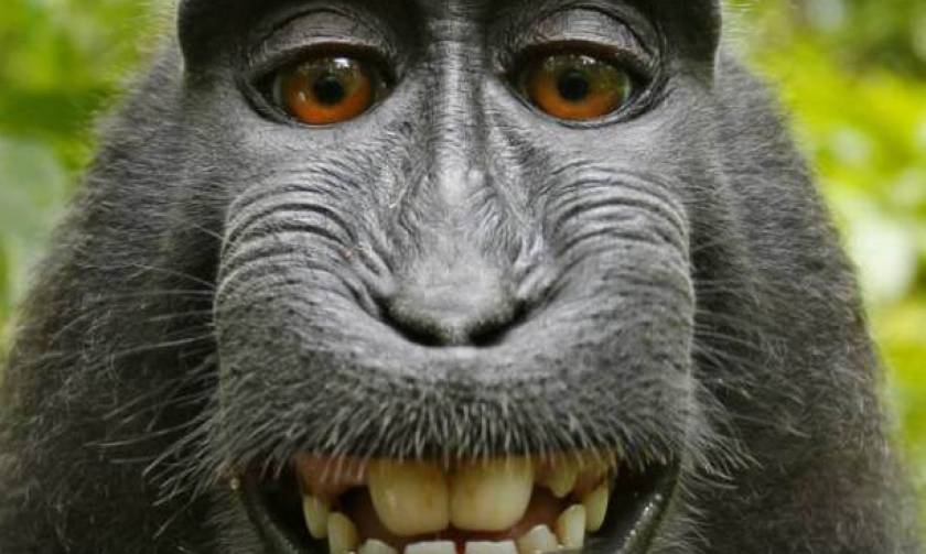 Μαϊμού μηνύει φωτογράφο για τα δικαιώματα της selfie της