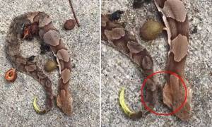 Ο λόγος που αυτό το νεκρό φίδι κουνιέται είναι πιο τρομακτικός και από το ίδιο! (video)