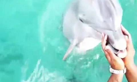 Της έπεσε το κινητό στη θάλασσα και της το επέστρεψε ένα… δελφίνι! (video)