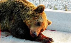 Αστυνομικοί σκότωσαν αρκούδα που κατέφυγε σε δημοτικό σχολείο (video)
