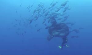 Ο γίγαντας του βυθού: Αυτό είναι το μεγαλύτερο ψάρι στον κόσμο! (video)
