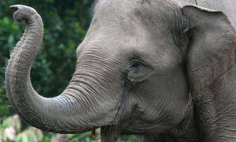 Δηλητηριάζουν ελέφαντες με κυάνιο στη Ζιμπάμπουε