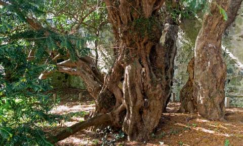 Το γηραιότερο δέντρο της Βρετανίας αλλάζει… φύλο! (videos)