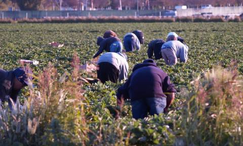 ΥΠΟΙΚ: 9 στους 10 αγρότες δήλωσαν εισόδημα έως 5.000 ευρώ το 2014