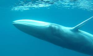 Κάμερα κατέγραψε για πρώτη φορά απίστευτα σπάνια φάλαινα (video)