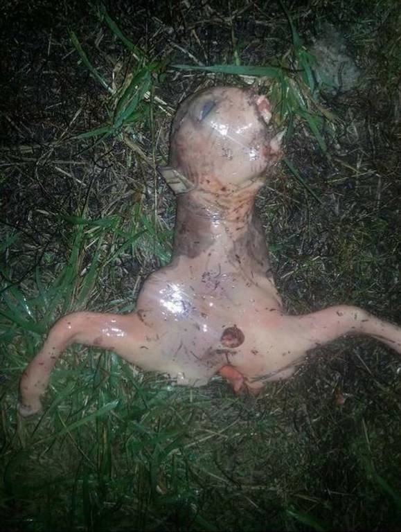 Πανικός στο διαδίκτυο: Δείτε το φρικιαστικό πλάσμα που βρήκε στον κήπο της! (photo)