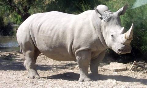Νότια Αφρική: Δικαστήριο αποφάσισε την άρση του μορατόριουμ στην πώληση κεράτων ρινόκερου