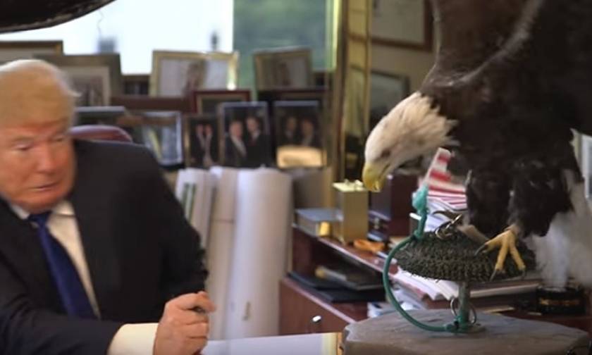 Ο αετός σύμβολο των ΗΠΑ επιτέθηκε στον Τραμπ! (video)