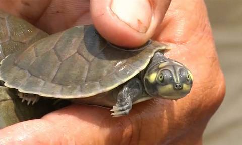 Απίστευτο: 100.000 χελώνες βουτούν στα νερά του Αμαζονίου (video)
