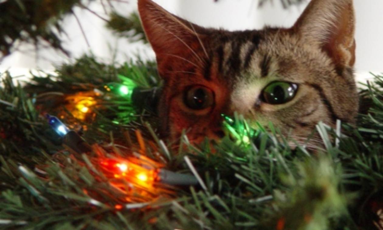Γερμανία: Τους ήρθε για ...χριστουγεννιάτικο δώρο ο χαμένος γάτος τους!