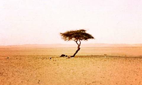 Η ιστορία του πιο μοναχικού δέντρου στον κόσμο…(pics)