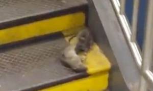 Κανίβαλος… αρουραίος τρομοκρατεί το μετρό της Νέας Υόρκης (video)
