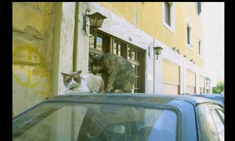 Οι γάτες της Ελλάδας