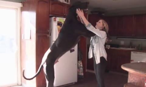 Εχετε δει σκύλο στο... ύψος του Φασούλα (video+photos)
