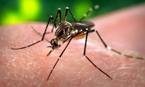 Ο ιός Zika εξαπλώνεται με «εκρηκτικό τρόπο» - Επείγουσα συνεδρίαση του ΠΟΥ (Γράφημα)