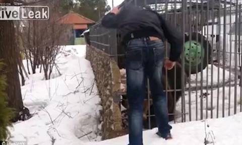 Σκληρές εικόνες: Προκάλεσε την τύχη του βάζοντας το χέρι του στο κλουβί μιας αρκούδας (vid)
