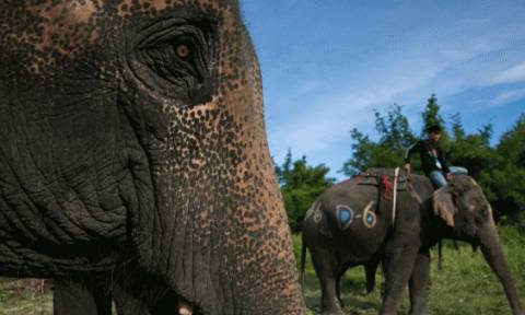 Ταϊλάνδη: Ελέφαντας σκότωσε τουρίστα μπροστά στα μάτια της κόρης του - Βίντεο σοκ