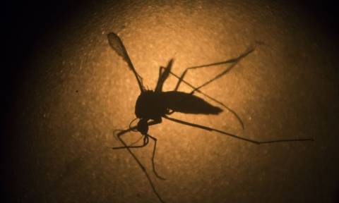 Διεθνής ανησυχία για τον ιό Ζίκα - Ανακαλύφθηκε σε σάλιο και ούρα (Vid)