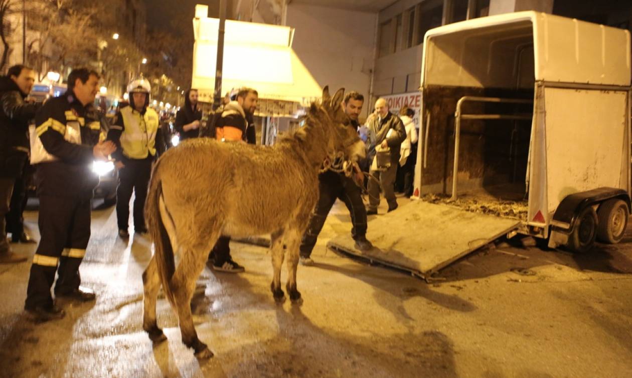 Οι ένστολοι προσπάθησαν βάλουν ένα γαϊδούρι μέσα στη Βουλή (photos&video)