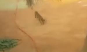Λεοπάρδαλη εισβάλλει σε σχολείο (video)