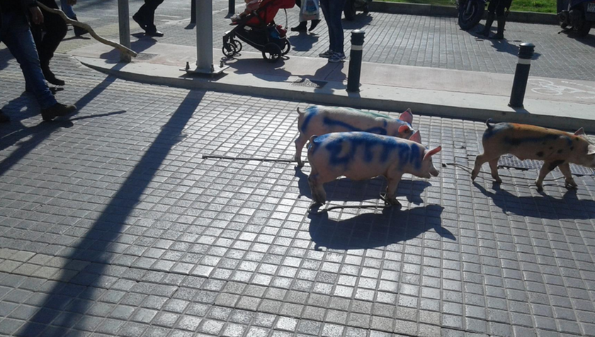 Ρέθυμνο: Πορεία με γουρούνια στο κέντρο της πόλης έκαναν οι αγρότες (pics&vids)