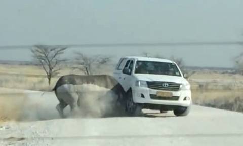 Τρομακτικό: Αφηνιασμένος ρινόκερος επιτίθεται σε τζιπ τουριστών (vid)
