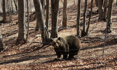 Μύρισε Άνοιξη - Ξύπνησαν οι αρκούδες στο Καταφύγιο του Αρκτούρου