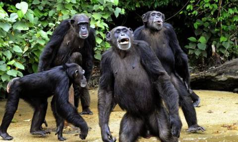 Απίστευτο κι όμως αληθινό; Οι χιμπατζήδες πιστεύουν στο Θεό! (βίντεο - ντοκουμέντο)