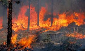 Μεγάλη φωτιά κατακαίει πευκοδάση στην Σκόπελο