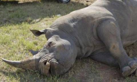Ινδία: Λαθροθήρες σκότωσαν ρινόκερο στον εθνικό δρυμό