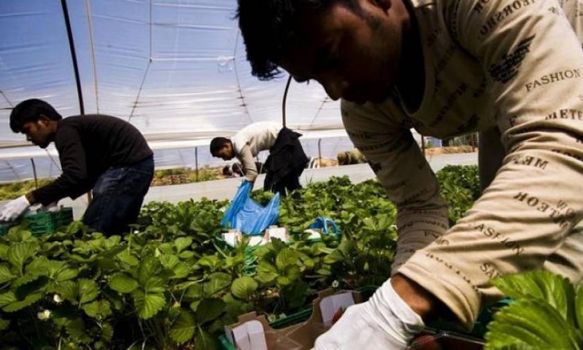 Τροπολογία - αίσχος: Ο ΣΥΡΙΖΑ νομιμοποιεί ΟΛΟΥΣ τους παράνομους μετανάστες ως «εργάτες γης»!