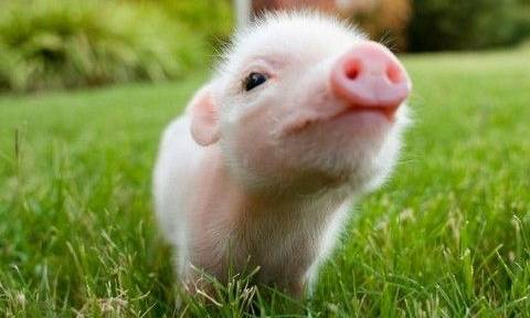 Ποιο όνομα απαγορεύεται να δώσετε στο γουρούνι σας στη Γαλλία;