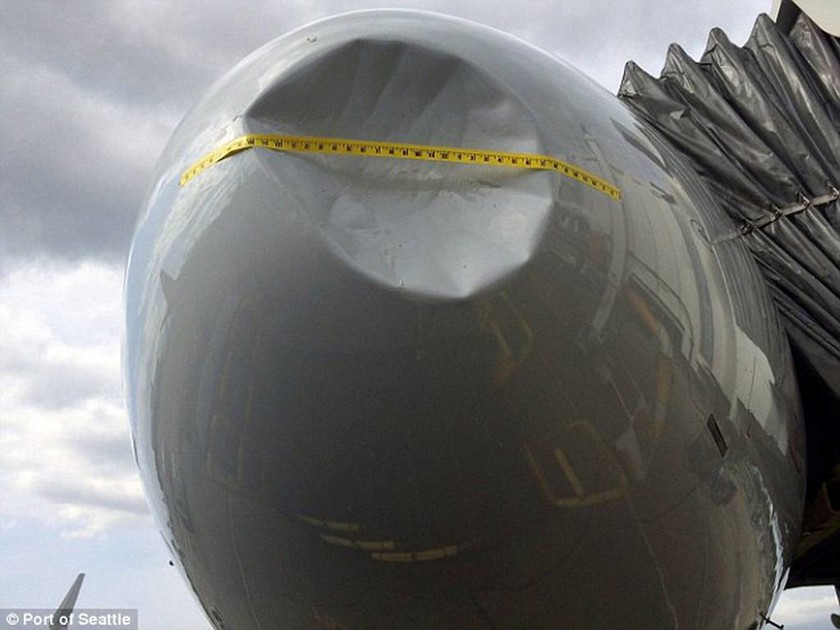 Τρόμος στον αέρα: Αεροσκάφος «χτυπήθηκε» από σμήμος πουλιών (pics+vid)