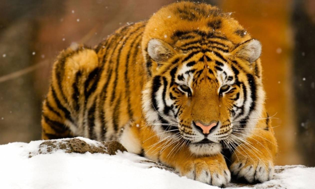 Πανικός στην Ολλανδία: Δύο τίγρεις δραπέτευσαν από καταφύγιο αιλουροειδών κι έκτοτε αναζητούνται