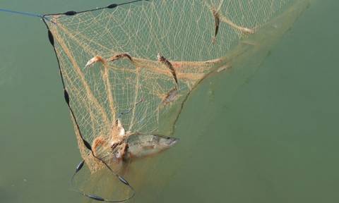 Τρόμος στην Κρήτη - Δείτε το ψάρι που τρώει ακόμα και τα αλιευτικά εργαλεία (photo)