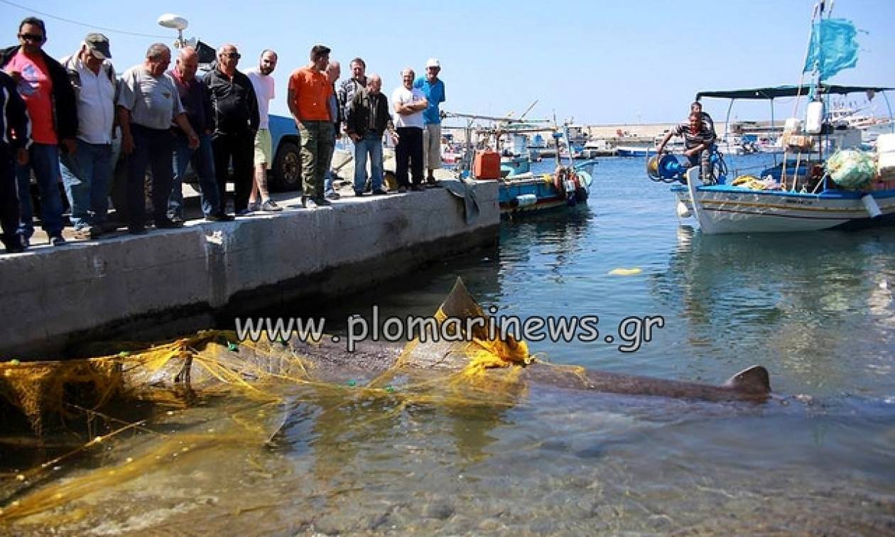 Μυτιλήνη: Ψαράδες αλίευσαν καρχαρία 7 μέτρων! (pics)