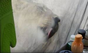 Βίντεο που παγώνει το αίμα: Τουρίστες κρατούν την ανάσα τους ενώ... λιοντάρια γλείφουν τη σκηνή τους