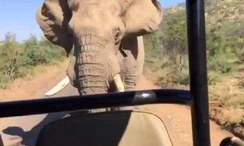 Μόνο… ελέφαντας θα μπορούσε να επιτεθεί στον Άρνολντ Σβαρτσενέγκερ! (video)