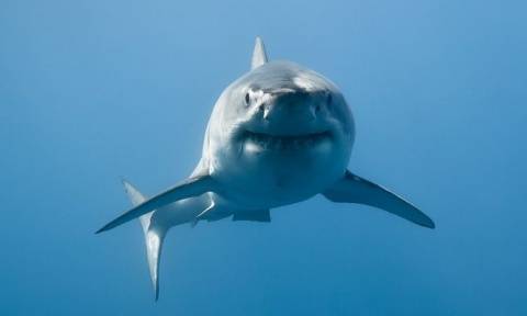 Αυστραλία: Νέος θάνατος από επίθεση καρχαρία πέντε μέτρων (Vid)