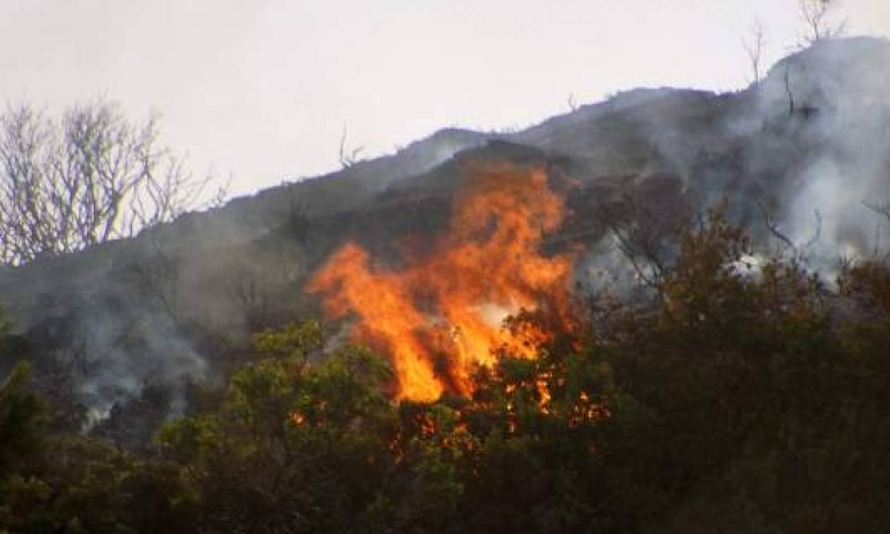 Σάνη Χαλκιδικής: Στάχτη έγιναν 25 στρέμματα χορτολιβαδικής έκτασης