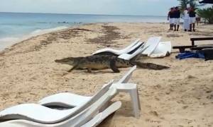 Τρόμος στην παραλία: Κροκόδειλος περπατά ανάμεσα σε ανυποψίαστους τουρίστες! (video)