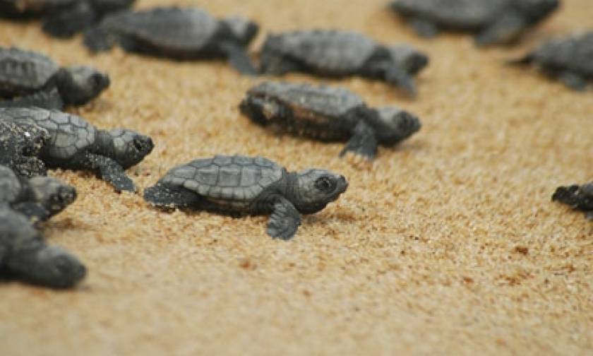 Οι χελώνες καρέτα - καρέτα «κατακτούν» τις ακτές της Κέρκυρας