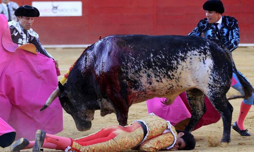 Ισπανία: Θα σφάξουν τη μητέρα του ταύρου που σκότωσε τον ματαδόρ! Δείτε γιατί (video)