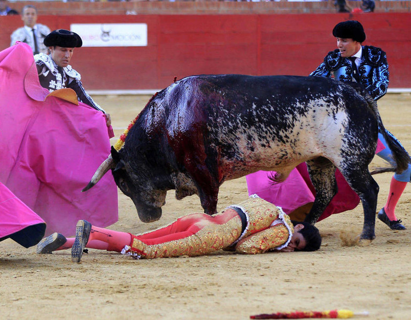 Ισπανία: Θα σφάξουν τη μητέρα του ταύρου που σκότωσε τον ματαδόρ! Δείτε γιατί (video)