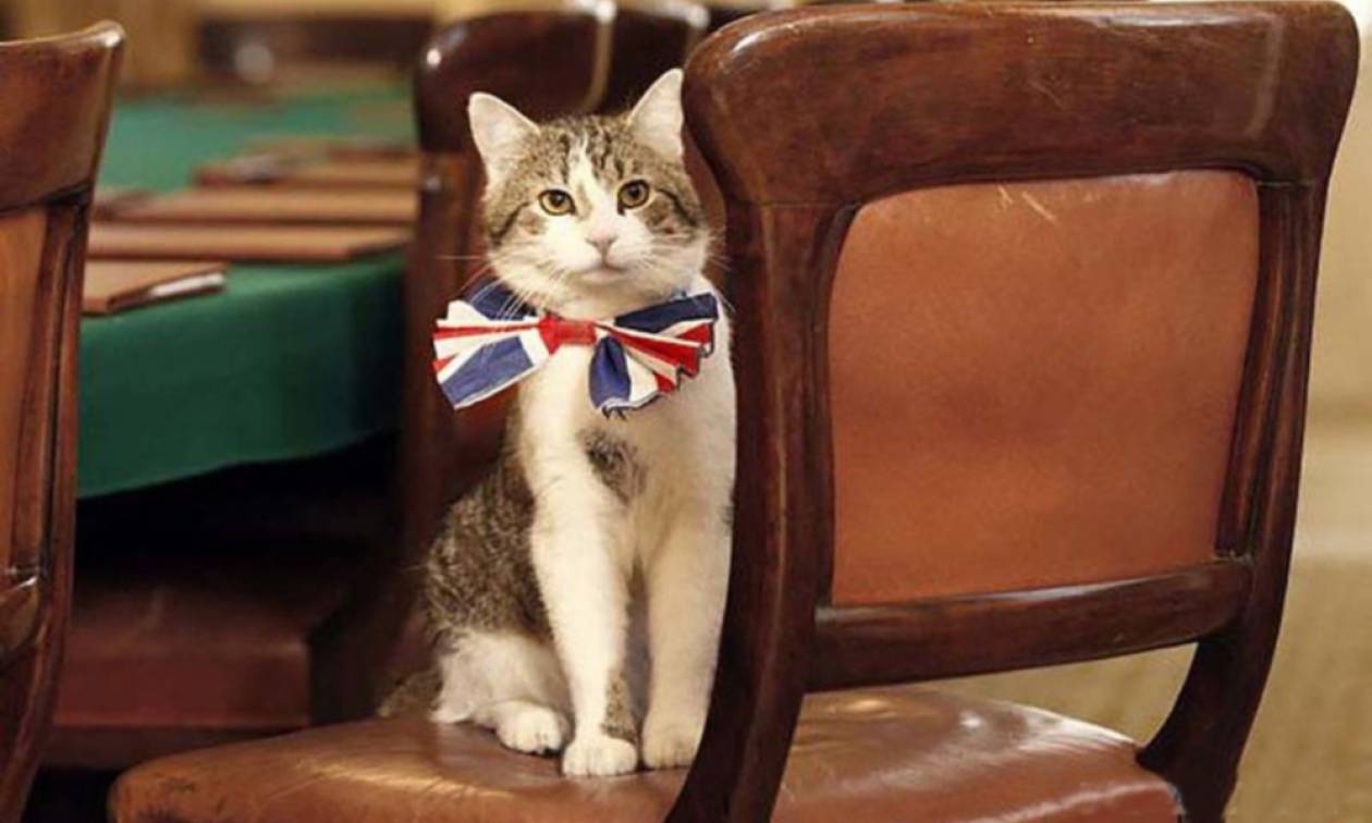 Λονδίνο: Ο Κάμερον φεύγει... τι θα γίνει με τον γάτο της Ντάουνινγκ Στριτ;