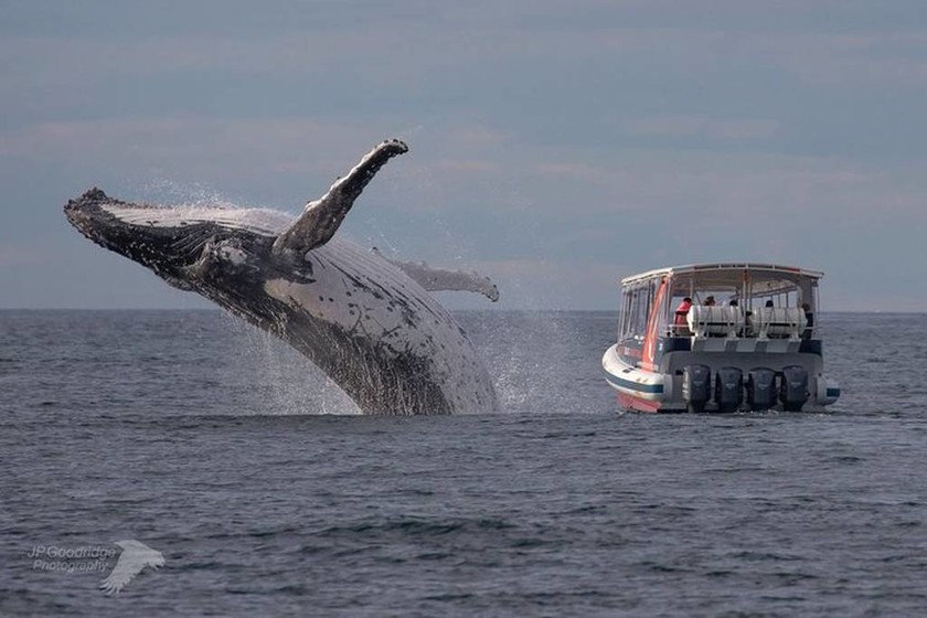 Αυτή είναι η φωτογραφία της χρονιάς: Η πιρουέτα φάλαινας που κανείς δεν είδε… 