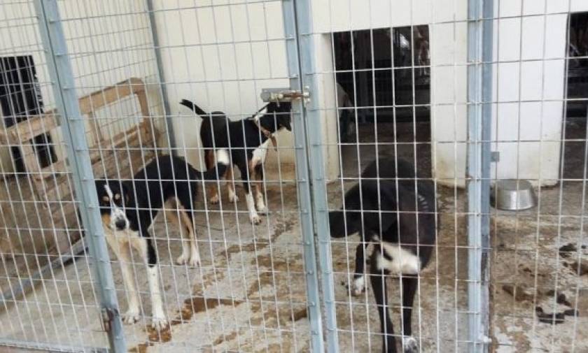 Σέρρες: Καταδικάστηκε ο 37χρονος που χτύπησε και έκαψε δύο σκυλιά στο δημοτικό κυνοκομείο