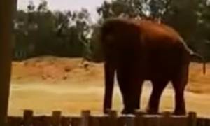 Βίντεο-σοκ: Τραγικός θάνατος επτάχρονης σε ζωολογικό κήπο - Ελέφαντας τής έσπασε το κεφάλι με πέτρα!