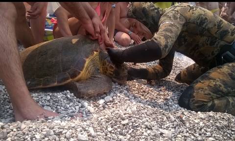 Ψαροντουφεκάς σώζει θαλάσσια χελώνα (video)